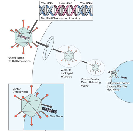 Virus Vector (Springer Science)